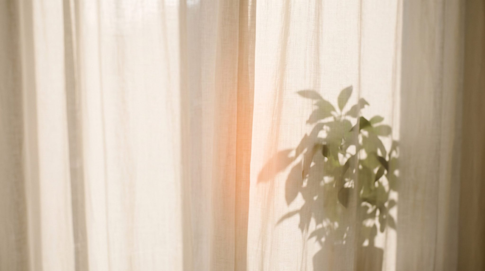 A plant in warm window light behind sheer curtains